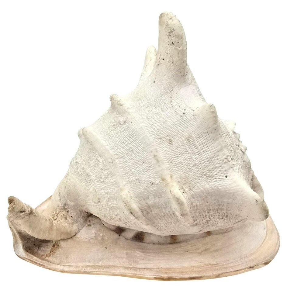 Large White Spiny Helmet Shell Seashell Decor Coastal Beach Natural JE255